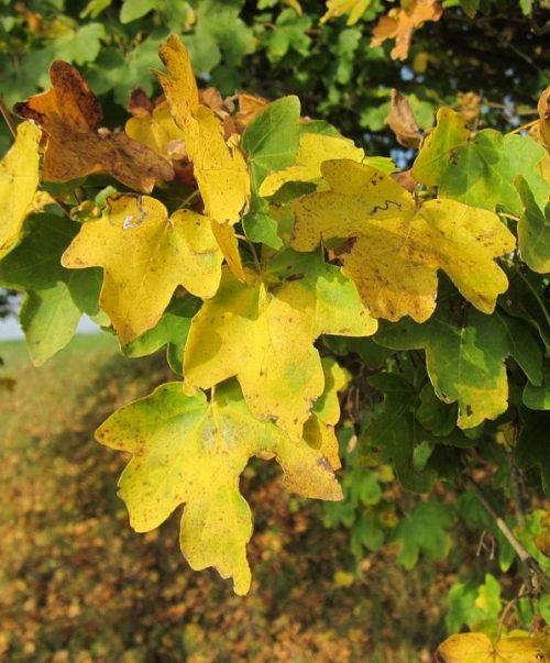 Field Maple