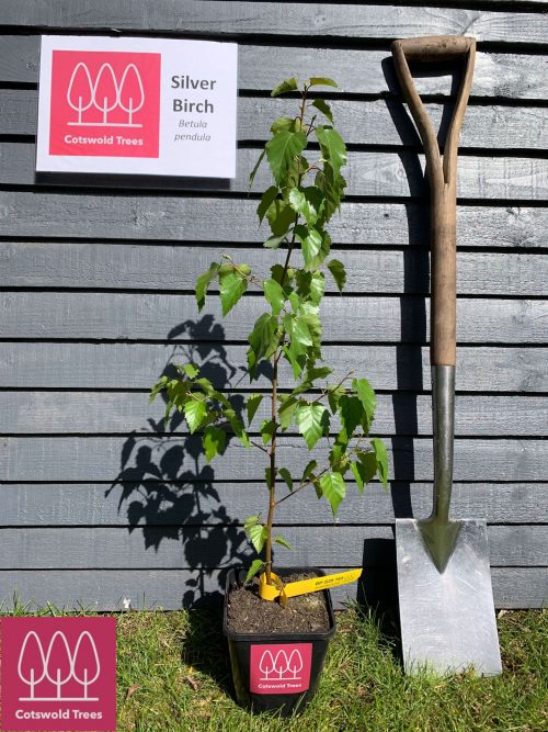 Small Silver Birch Tree from Cotswold Trees
