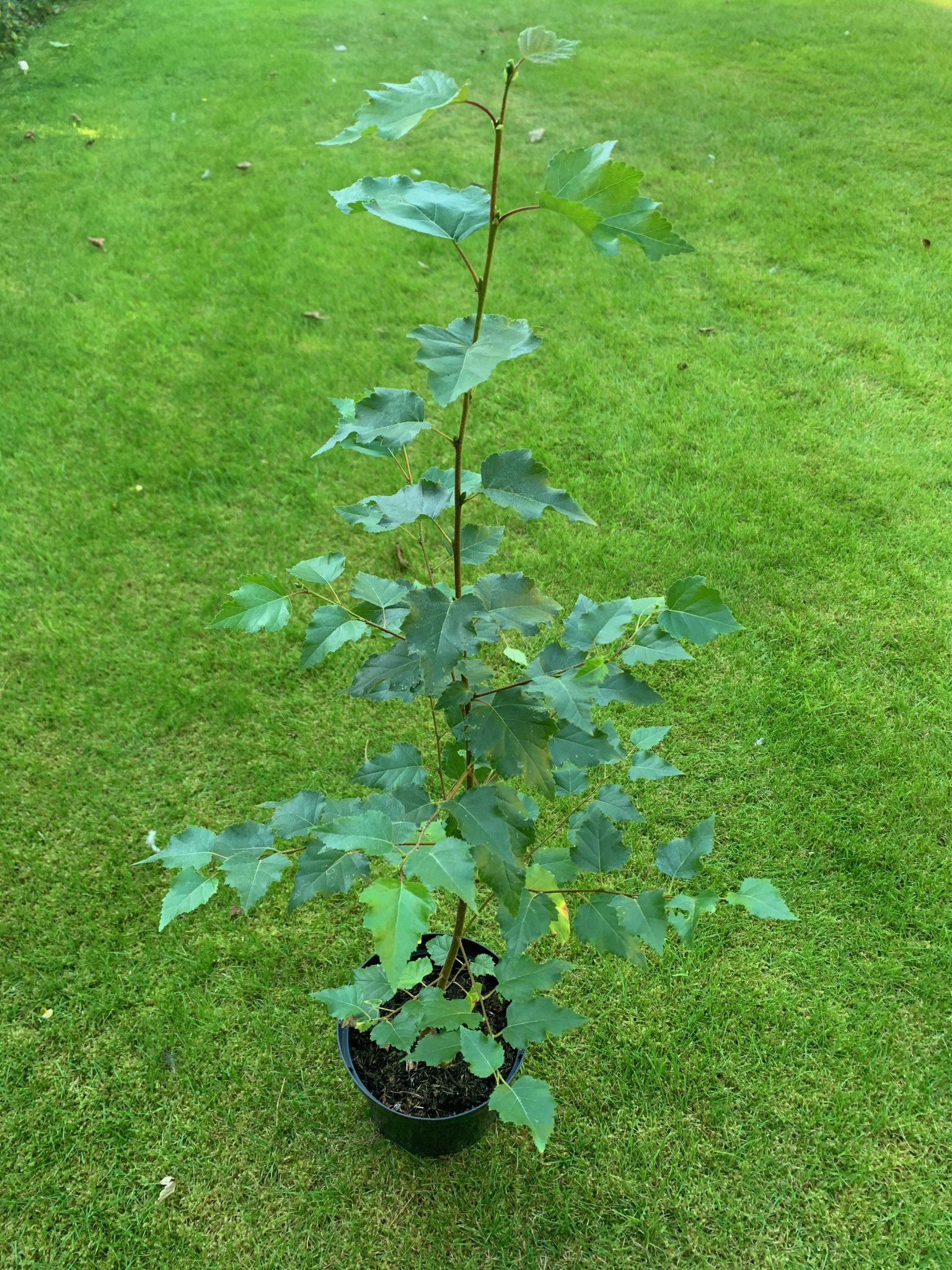 Silver Birch tree (Betula pendula) 90-120cm tall pot grown - Free