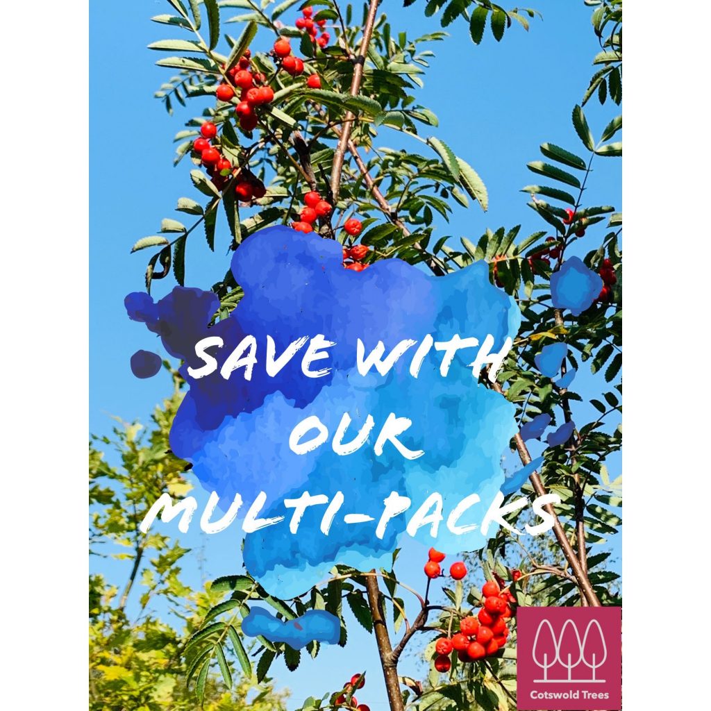 Cotswold Trees Buy trees online with quick courier delivery