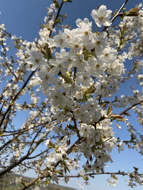 Wild Cheery tree from Cotswold Trees