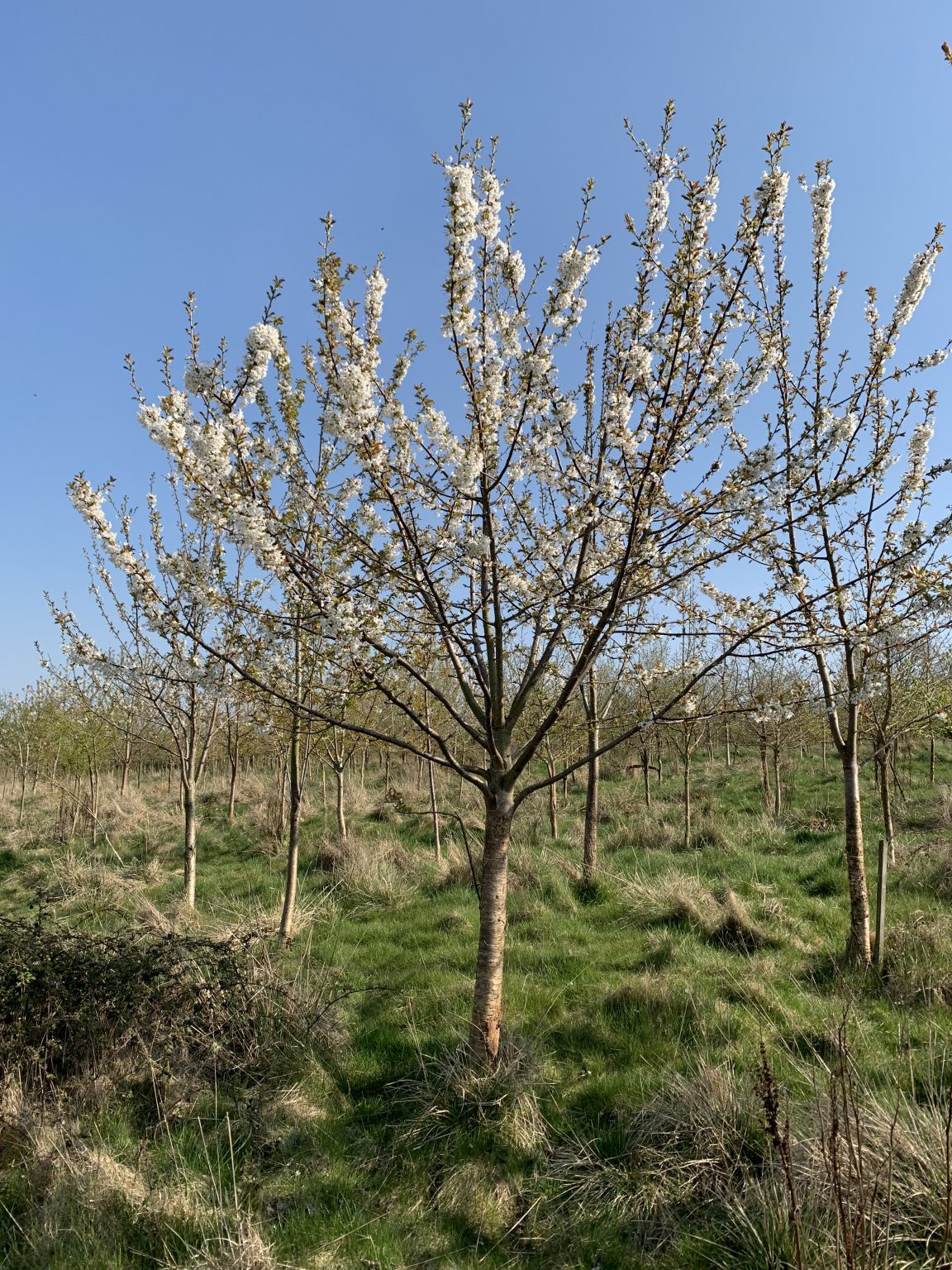 Wild Cherry tree (Prunus avium) pot grown Free delivery Cotswold Trees