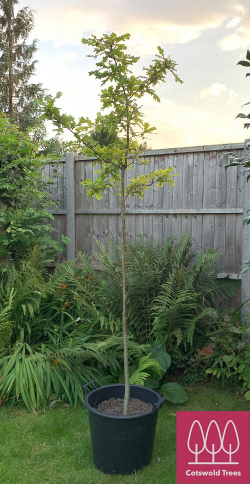 Oak tree in a pot from Cotswold Trees