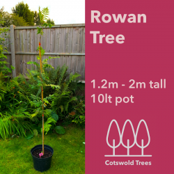 Rowan Tree 1.2 - 2m Tall