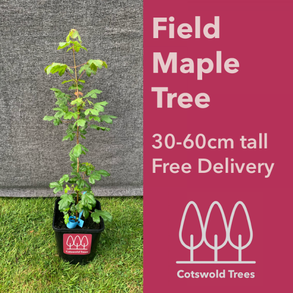 Field Maple Tree with Free Delivery from Cotswold Trees