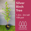 Silver Birch Tree 1.2-2m