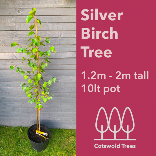 Silver Birch Tree 1.2m - 2m tall from Cotswold Trees