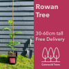 Rowan Tree 30-60cm tall