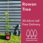Rowan Tree 30-60cm tall with Free Delivery from Cotswold Trees