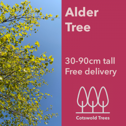 Alder Tree - 30-90cm tall