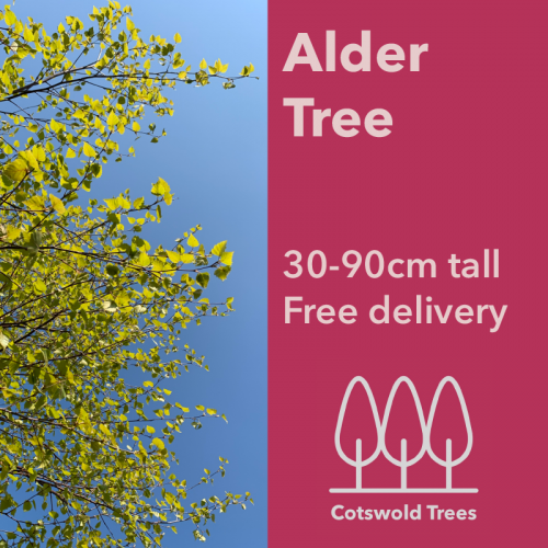 Alder tree (Alnus glutinosa) pot grown Free delivery Cotswold Trees