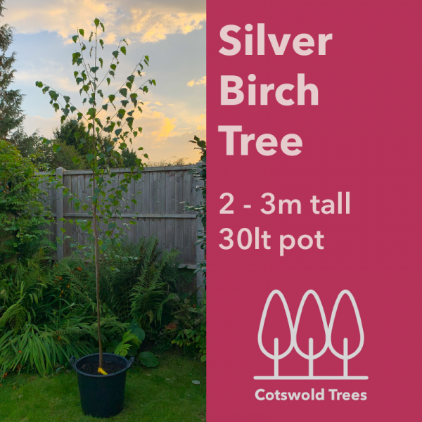 Silver Birch Tree - 2-3m tall tree