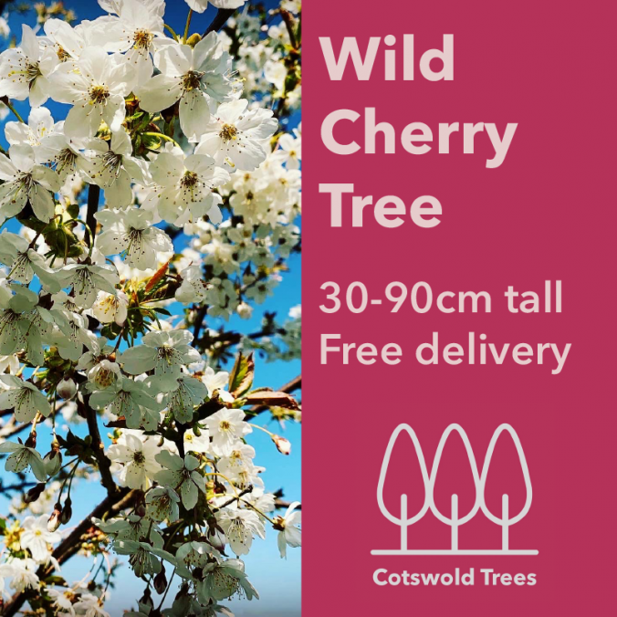 Wild Cherry Tree - 30-90cm tall