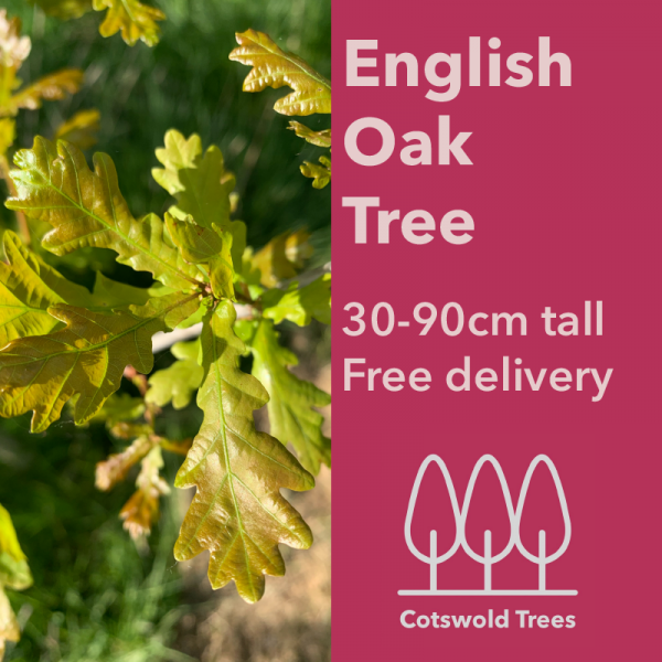 English Oak Tree - 30-90cm tall