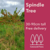Spindle Tree - 30-90cm tall