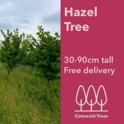 Hazel Tree - 30-90cm tall