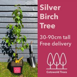 Silver Birch Tree - 30-90cm tall