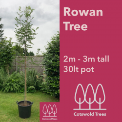 Silver Birch Tree (Betula Pendula) 2M-2.5M Tall In 30Ltr Pot - Delivery  From £10 - Cotswold Trees