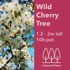 Wild Cherry Tree - 1.2-2m tall tree