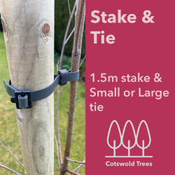 Stake & Small Tie