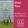 Elder Tree 30-90cm