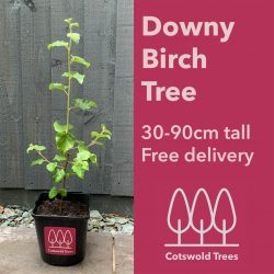 Downy Birch tree (Betula pubescens) pot grown - Free delivery