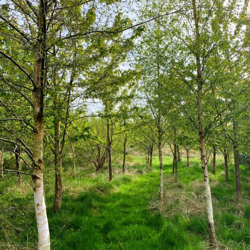 Silver Birch Trees