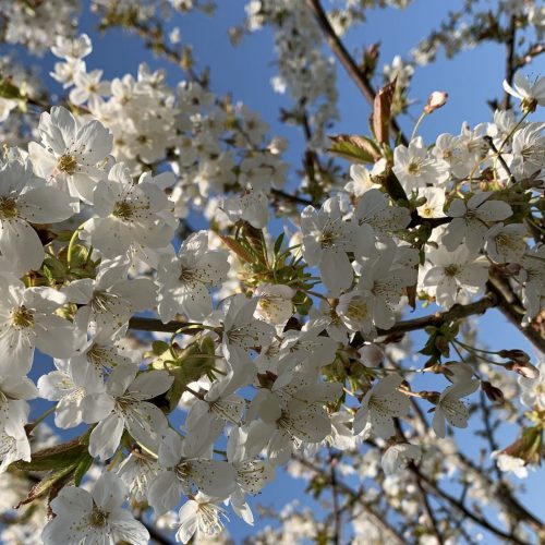 cherry blossom