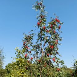 Rowan tree / Mountain ash (Sorbus aucuparia) up to 1.8m tall in 10ltr pot – Free delivery