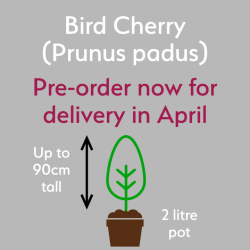 Bird Cherry tree (Prunus padus) in a pot - Free delivery