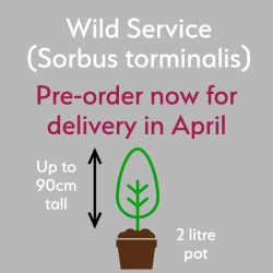 Wild Service tree (Sorbus torminalis) in a pot - Free delivery