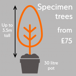 Specimen Trees