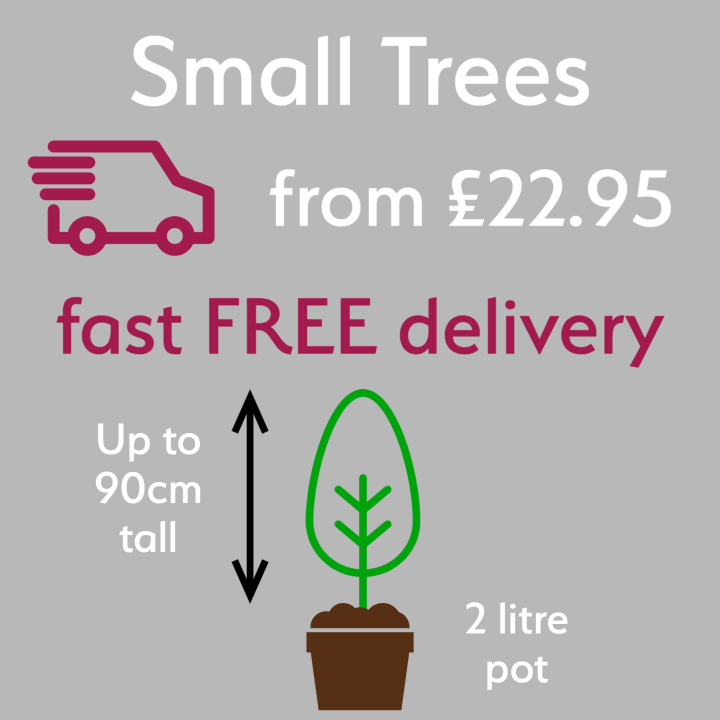 Small trees with free delivery