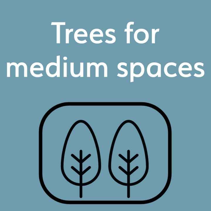 Trees for medium spaces