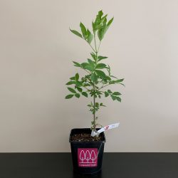 Elderflower - Elderberry (Sambucus nigra) in a pot