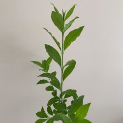 Spindle tree (Euonymus europaeus) in a pot - Image 6