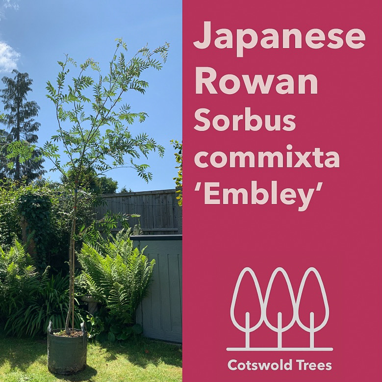 Japanese Rowan trees