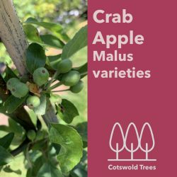 Crab Apple tree (Malus) 6 varieties available in a 10-12ltr pot