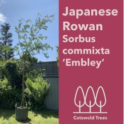 Japanese Rowan tree (Sorbus commixta 'Embley')