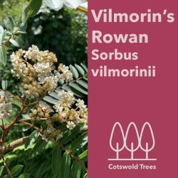 Vilmorin's Rowan (Sorbus vilmorinii) tree