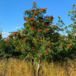 Rowan tree / Mountain ash (Sorbus aucuparia) up to 2m tall