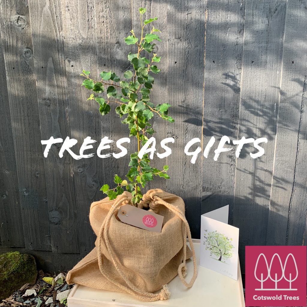 Trees as gifts