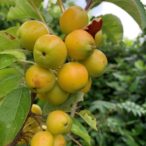 Crab Apple tree (Malus)