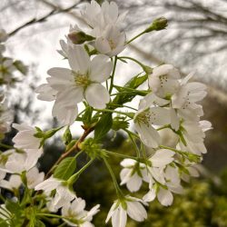 Cherry (Prunus) Yedoensis in a pot - Image 3