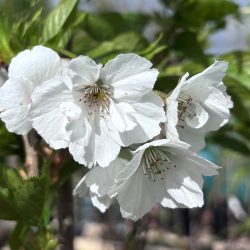 Cherry (Prunus) Shirotae up to 3m tall in a pot - Image 3