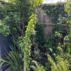 Cherry (Prunus) Amanogawa up to 2.5m tall in a pot - Image 2