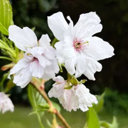 Cherry (Prunus) Shizuka 'Fragrant Cloud' up to 2.5m tall in a pot
