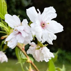Cherry (Prunus) Shizuka 'Fragrant Cloud' up to 2.5m tall in a pot