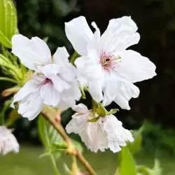Cherry (Prunus) Shizuka 'Fragrant Cloud' up to 2.5m tall in a pot