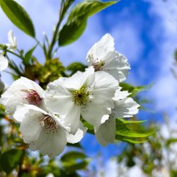 Cherry (Prunus) Shirotae up to 3m tall in a pot - Image 4